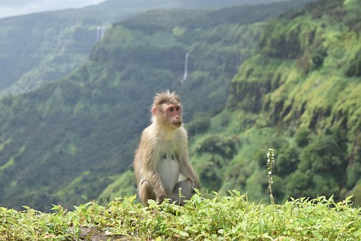 Free Animal Monkey photo and picture
