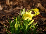 tete a tete, narcissus, easter