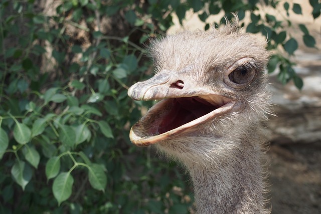 Free Ostrich Nature photo and picture