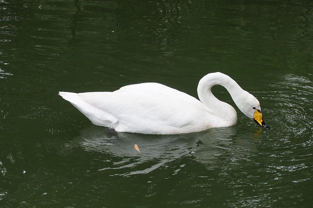 Free Swan White Swan photo and picture