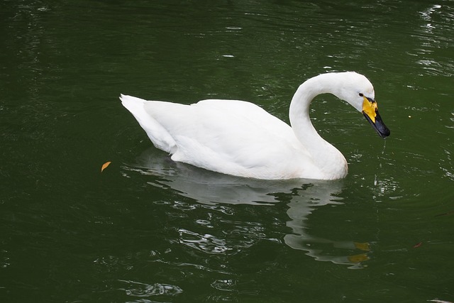 Free Swan White Swan photo and picture
