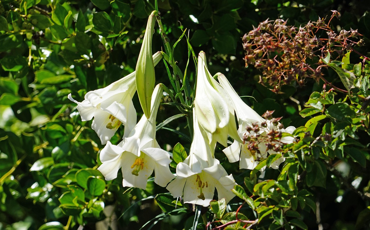 Trompetenbaum Pflanze Blüten Weiße Kostenloses Foto auf Pixabay Pixabay