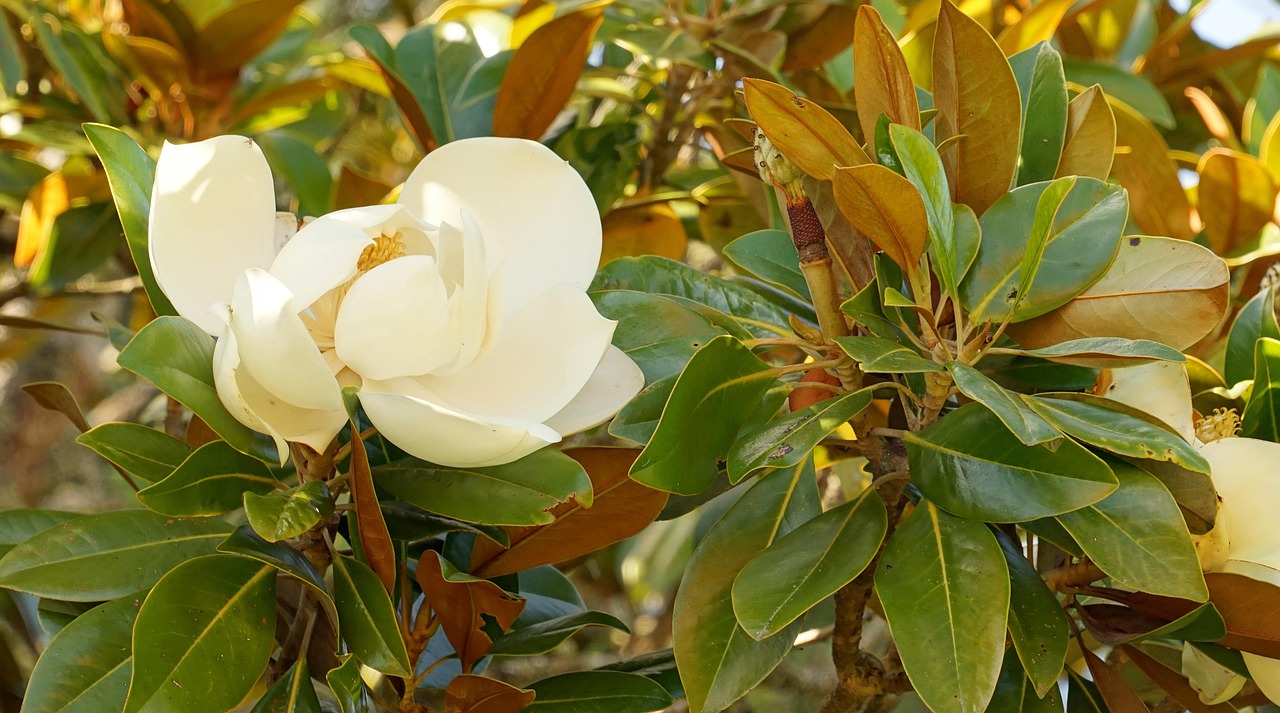 magnolia tree types magnolia types 100 magnolia tree magnolia tree types magnolia types 100 magnolia tree