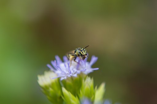 Insekt, Blomst, Dec, Vakker, Natur, Hage