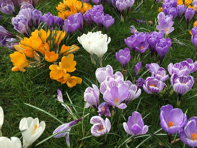 Free Crocus Flower photo and picture