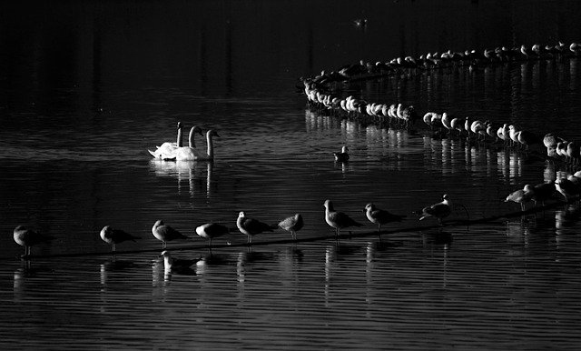 Free Black And White Artistic photo and picture