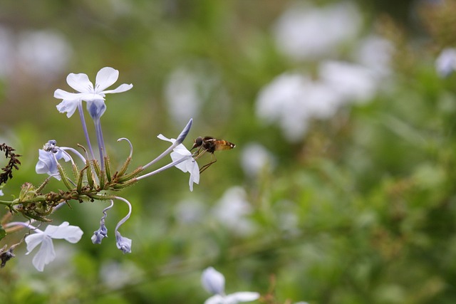 Free Bee Honey photo and picture