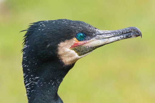 Free Cormorant Bird photo and picture