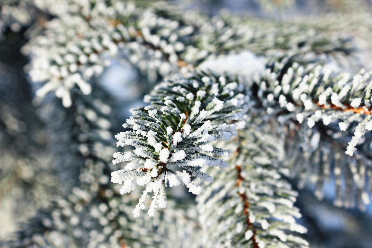 Tree Cold Snow - Free photo on Pixabay - Pixabay