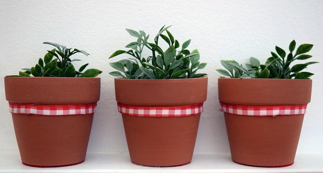 Free Plants Synthetic Stoneware photo and picture