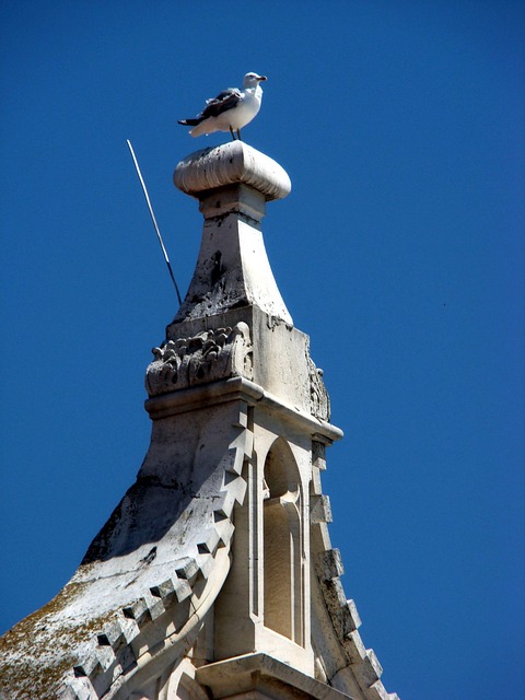 Free Seagull Summer photo and picture