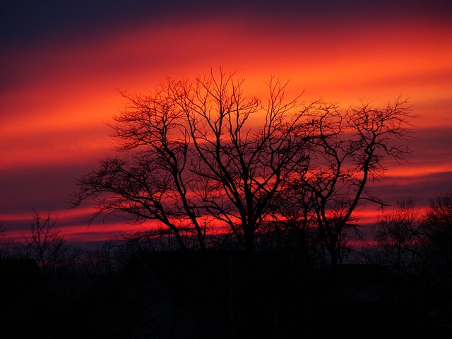 Free Nature Tree photo and picture