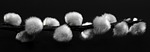 pussy willow, pasture, black and white
