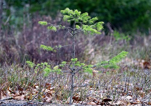 Free Tree Forest photo and picture