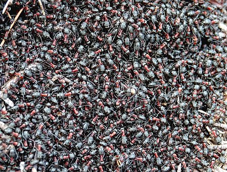 Free Ants Anthill photo and picture