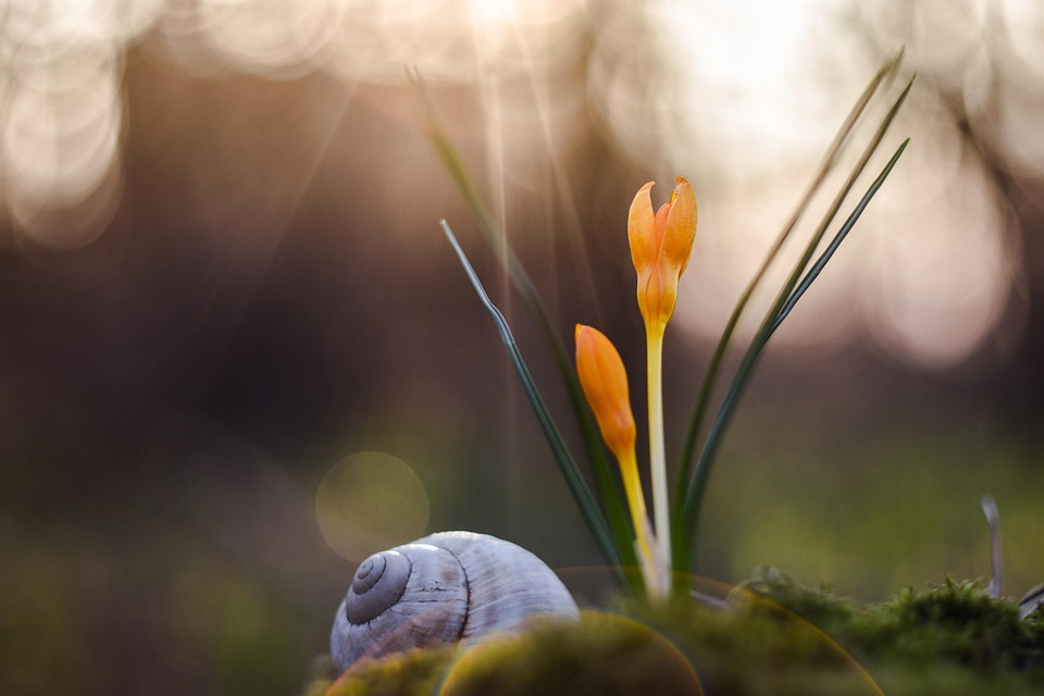 close up spring photoshoot idea 