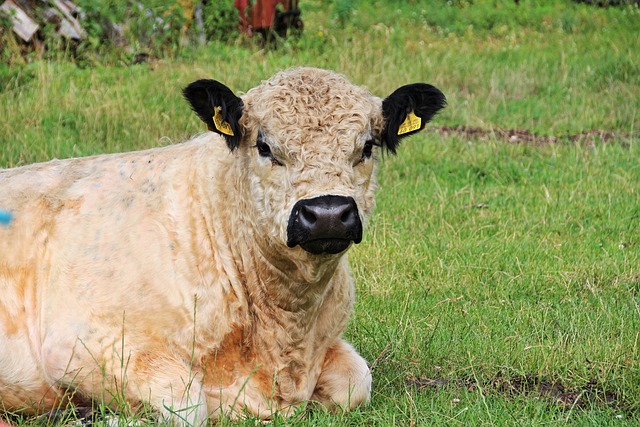 Kalb, Tierkind, Landleben
