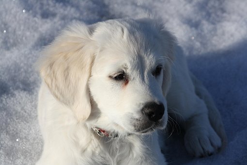 Free Golden Retriever Nature photo and picture