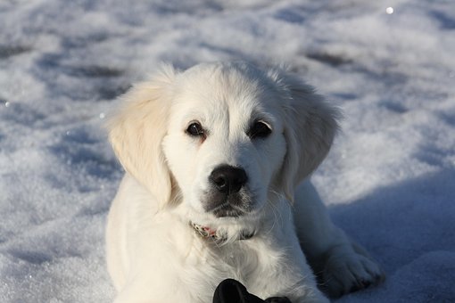 Free Golden Retriever Puppy photo and picture