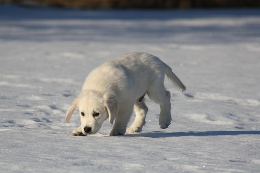 Free Golden Retriever Puppy photo and picture