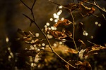 leaves, reflections, fall foliage