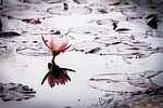 lotus, nature, pond