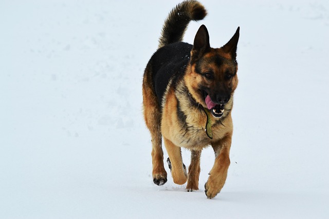 Free The Dog Winter photo and picture
