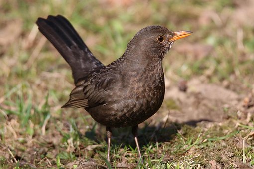 Cesta, Tordo, Preto Turdus, Merula