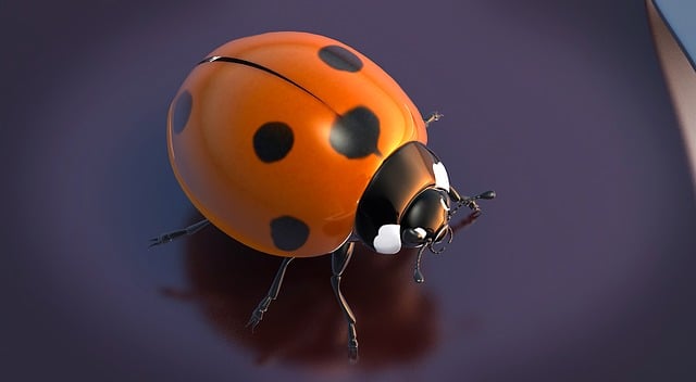 Free beetle lucky bug ladybug illustration