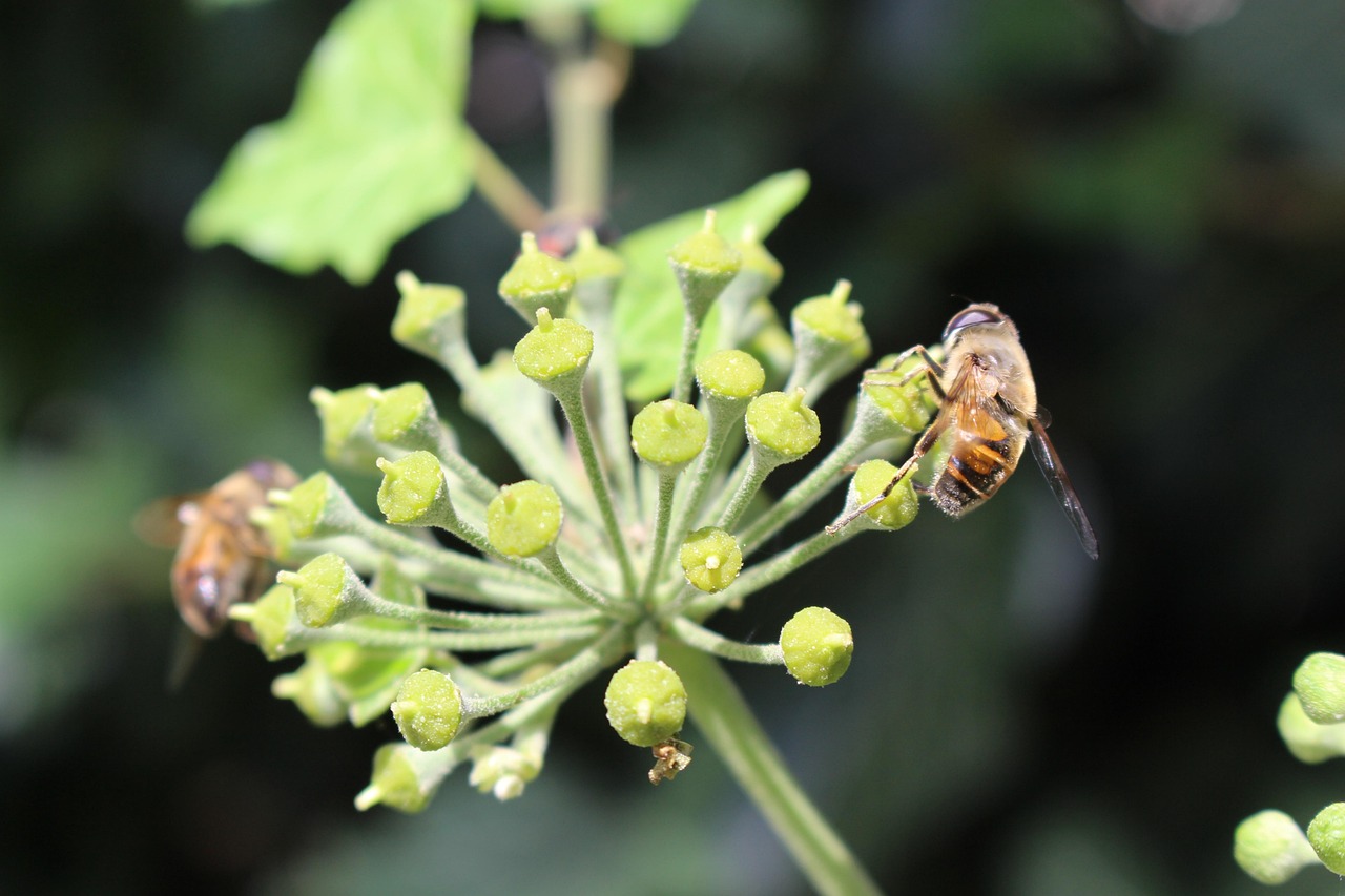 Efeu Biene Permakultur - Kostenloses Foto auf Pixabay
