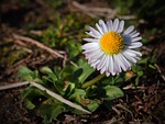 flower, spring, winter is over