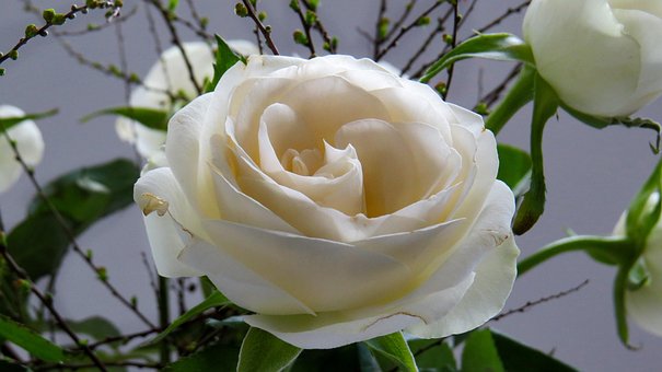 Rose, Blume, Blüte, Rose Blüht