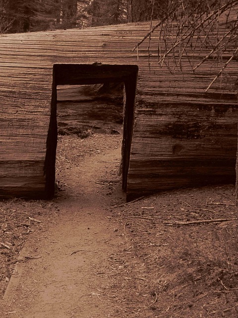 Free Log Path photo and picture
