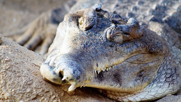 Free Crocodile Zoo photo and picture