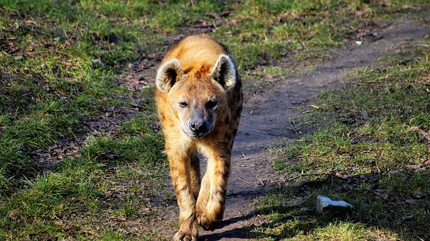 Free Hyena Young photo and picture