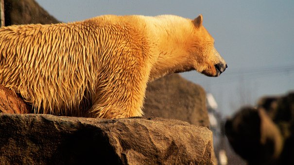 Free Polar Bear Animal photo and picture