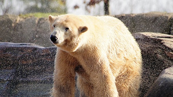 Free Polar Bear Animal photo and picture