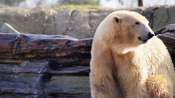 Free Polar Bear Animal photo and picture