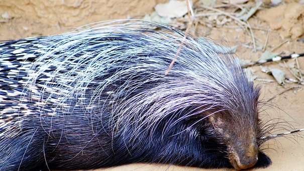 Free Porcupine Animal photo and picture