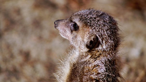 Free Meerkat Timon photo and picture