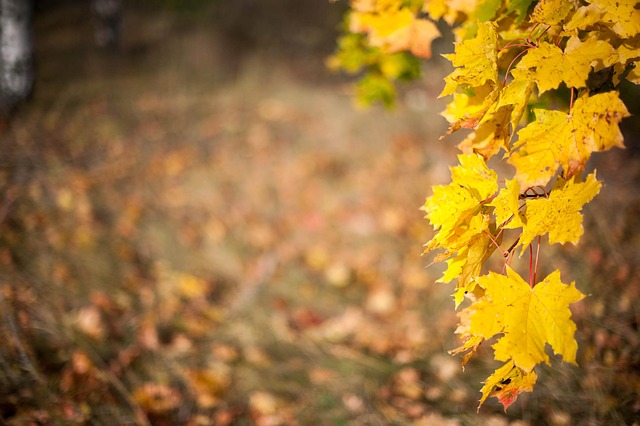 Efterår, Natur, Blad, I Efteråret