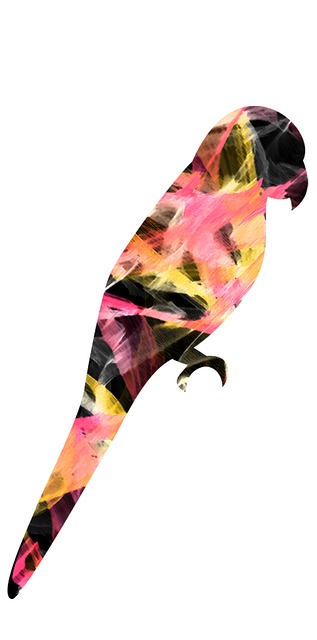 Papagaio, Arara, Tucano