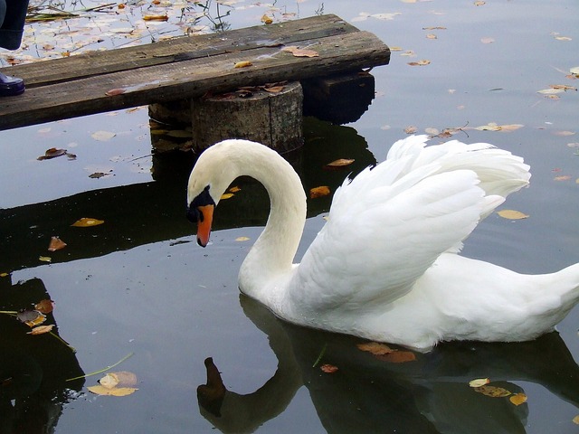 Free Swan Birds photo and picture
