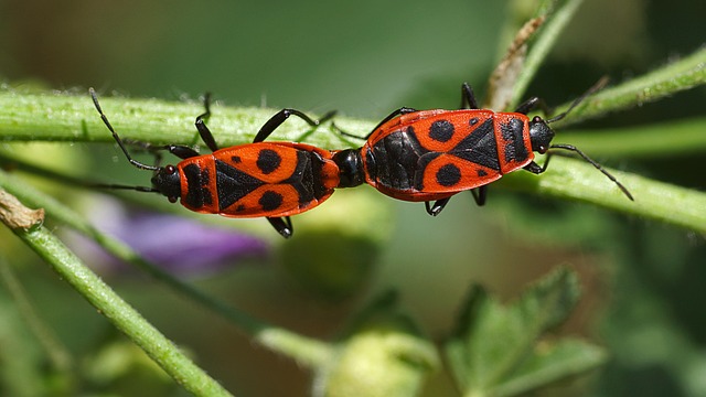 Kobling, Insekter, Natur