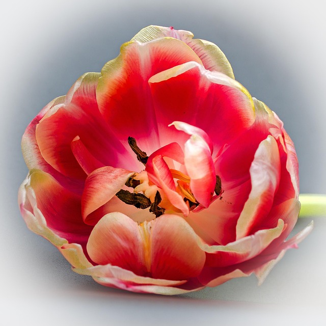 Free Tulip Tulip Head photo and picture