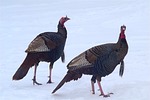wild turkeys, snow, turkey