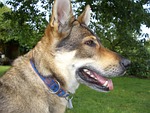 czechoslovak, wolf dog, luna