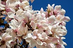 tulip magnolia, tree, bush