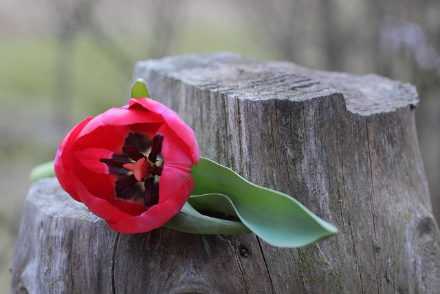 Tulipan, Blomst, Forår, Natur, Rød