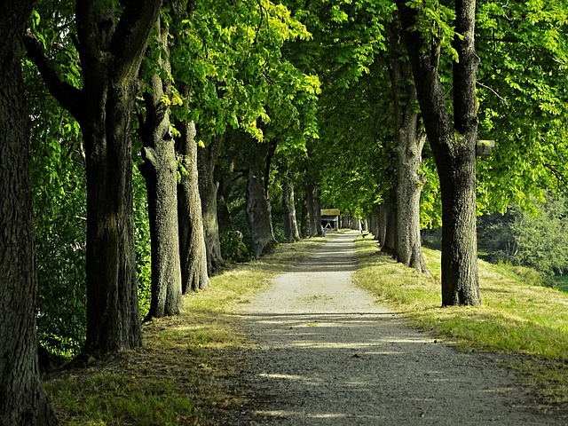 Allé, Kastanje Allé, Træer, Kastanjer